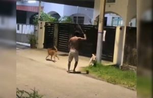 Polis tahan lelaki, bantu siasatan pukul anjing sehingga mati