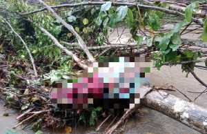 Polis siasat penemuan mayat dibungkus tersangkut pada pokok tumbang