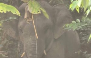 Gajah berkeliaran di kawasan Klinik Kesihatan Jerantut telah dipindahkan