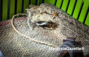 Tikus atas siling, lipas punca premis makanan terkenal diarah tutup