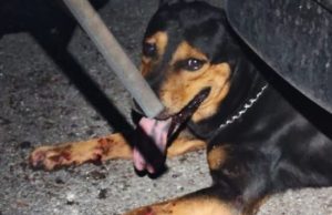Anjing serang kanak-kanak di Cheras tidak bertuan – MPKj