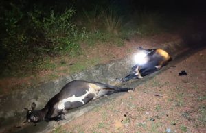 Bayi 11 bulan maut, kereta langgar sekumpulan lembu