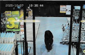 Bear attacks kill record 7 people in Japan this year