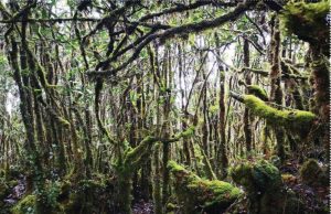 Bukan puncak dikejar tetapi perjalanan yang dicari