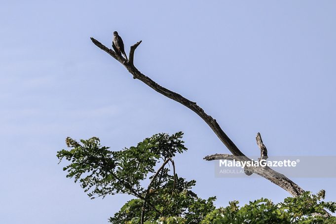 PROGRAM PEMULIHARAAN BIODIVERSITI AEON CREDIT