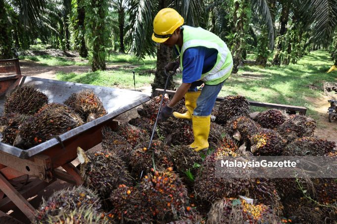 FGV LADANG BUAH SAWIT MAOKIL 07