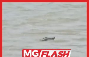 Buaya Di Pantai Klebang, Penduduk Dinasihat Elak Cari Kerang #MGFlash