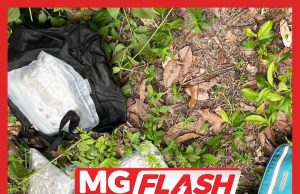 PGA Rampas Ganja Bernilai Lebih RM250,000 Di Kg. Tok Pelanduk #MGFlash