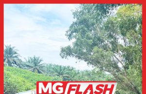 Pemandu Maut Tersepit, Treler Muatan Balak Terbabas Dan Terbalik #MGFlash