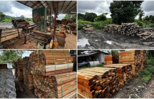 PGA rampas kayu balak, kayu siap diproses dianggar bernilai RM6.3 juta
