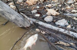Tindakan undang-undang terhadap pihak cemar Sungai Johor – JAS