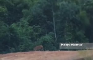 Perhilitan pasang perangkap tangkap ‘pak belang’ di Jerantut