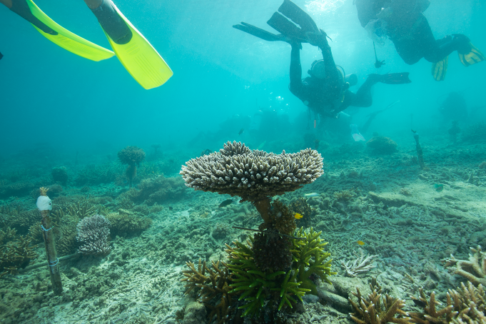 Projek penanaman semula karang oleh penyelidik UMT di perairan Pulau Bidong, Terengganu