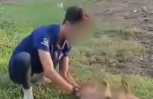 Kes beruk dianiaya di Kelantan, SAFM desak Perhilitan bertindak