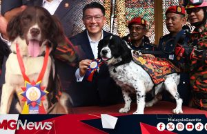 Selamat Tinggal Hero Batang Kali, Gempa Bumi Turkiye..Grouse, Frankie Kini Bersara Dari Unit K9 Bomba