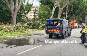 Penunggang motosikal maut, remaja cedera dihempap pokok tumbang