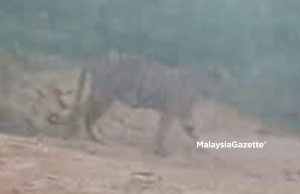 Kelibat ‘Pak Belang’ berkeliaran di Kampung Bantal, Hulu Tembeling
