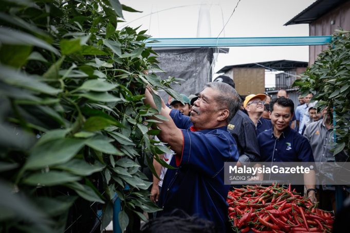 MGF13012025 - MAT SABU LADANG-10