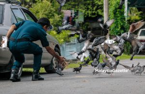 Merpati bandar bukti adaptasi biologi dan kegagalan manusia mengurus