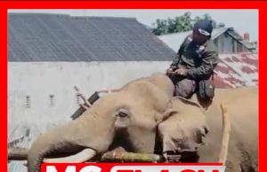 Guna Gajah Bersihkan Timbunan Balak Akibat Banjir Di Aceh #MGFlash