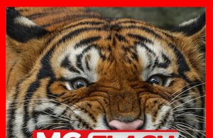 ‘Pak Belang’ Muncul Lagi Di Kampung Bantal, Hulu Tembeling #MGFlash