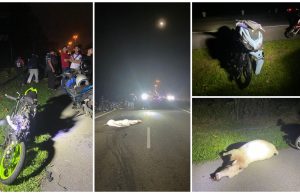 Motosikal langgar lembu: Penunggang motosial maut, seorang cedera