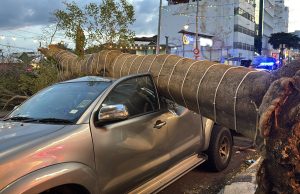 Akar reput punca pokok berusia 30 tahun di Jalan Penang tumbang