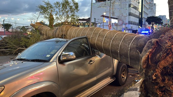 pokok tumbang