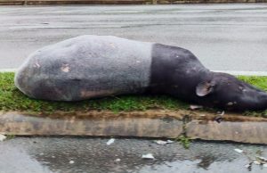 Tapir mati dirempuh kenderaan di Kijal