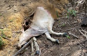 Gempar harimau baham lembu 1km dari rumah peneroka Felda