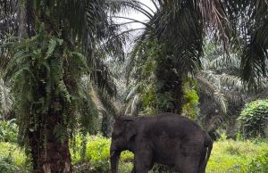 Dua gajah liar ditangkap ceroboh kawasan ladang
