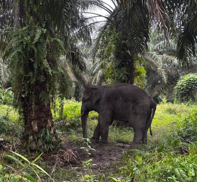 Gajah-2