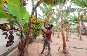 Kebakaran tanah gambut rosakkan tanaman – Penduduk