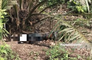 Mayat hampir reput ditemukan di Ladang Karmen