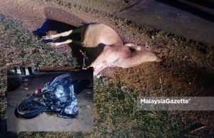 Lelaki maut langgar lembu di Jengka 12