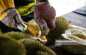Harga durian menjunam: Penggemar seronok, petani tertekan