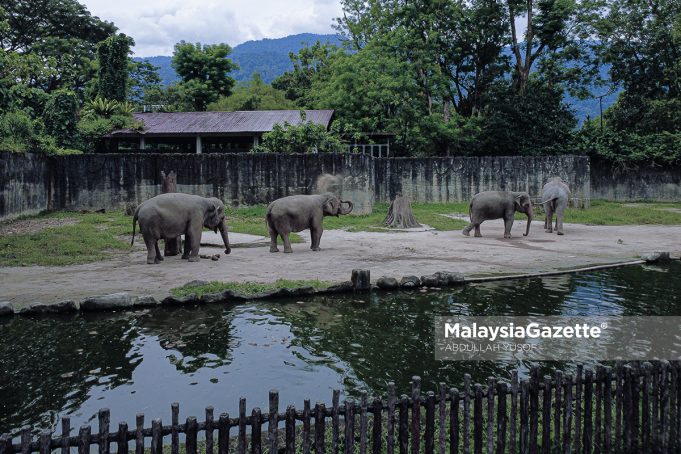 BAJA TINJA GAJAH