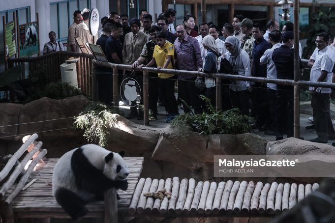 MGP10012026_PANDA-19