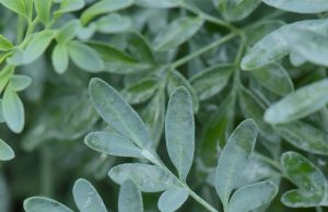 Ancient remedies, modern risks