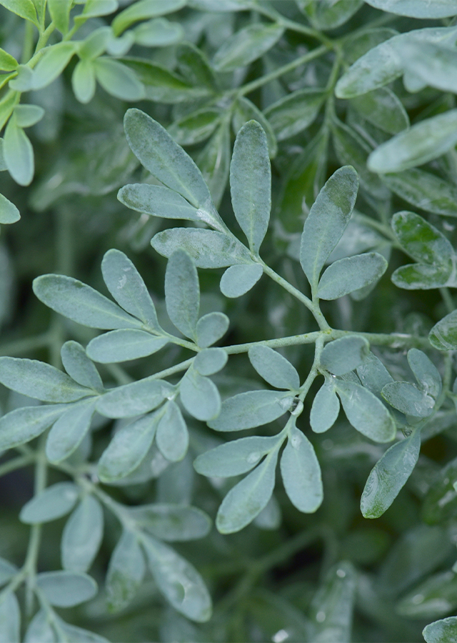 Ruta Angustifolia from socfindoconservation (2)