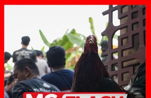 Warga Asing Ubah Nama Jalan, Jadikan Tempat Judi Sabung Ayam #MGFlash