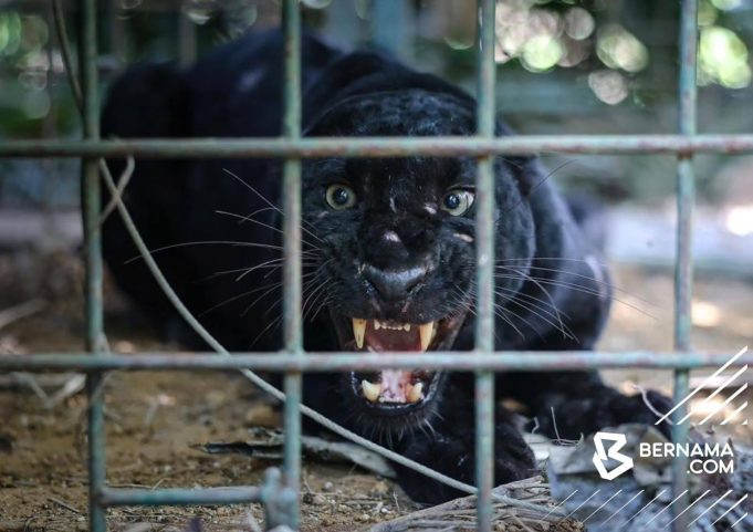 harimau kumbang