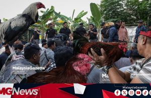 Sindiket Perjudian Sabung Ayam, Bola Golek Tumpas Di Klang
