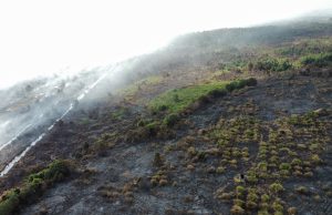Ladang nanas 28 hektar pula terbakar di Bio Desaru