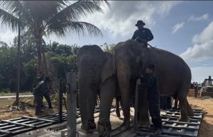 Perhilitan laksana translokasi tiga gajah liar berhampiran Felda Bukit Sagu 1