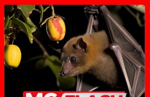 DVS Seru Penternak Babi Waspada Kelawar Buah Bawa Virus Nipah #MGFlash