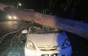 Dua kereta dihempap pokok tumbang, tiga individu sempat selamatkan diri