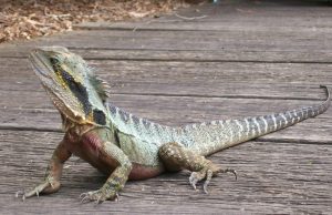 Sydney man jailed for mailing reptiles in popcorn bags