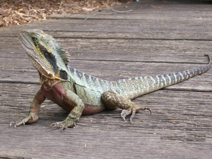native lizards