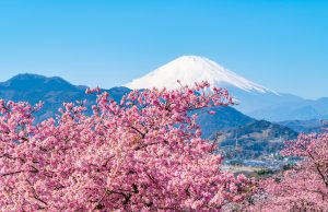 Pelancong berperangai buruk, Jepun batal festival bunga sakura
